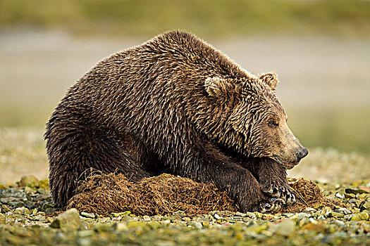 美国,阿拉斯加,卡特麦国家公园,沿岸,棕熊,躺着,草,三文鱼,卵,河流,湾