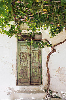 入口,树,帕罗斯岛,希腊