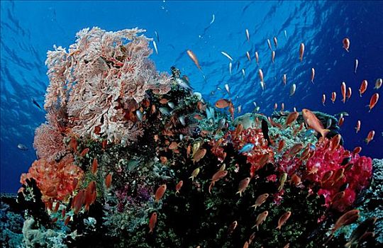 鱼群,珊瑚礁,科莫多国家公园,印度尼西亚,印度洋,水下