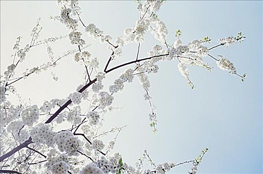 白花,树上