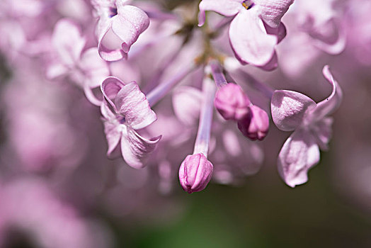 丁香花