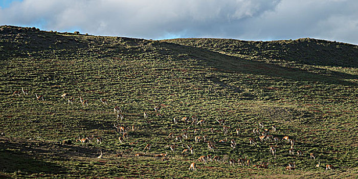 原驼,擦伤,地点,托雷德裴恩国家公园,巴塔哥尼亚,智利