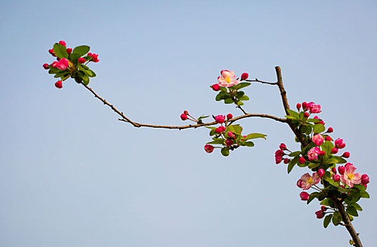 海棠花