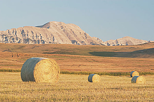 干草包,土地,艾伯塔省,加拿大
