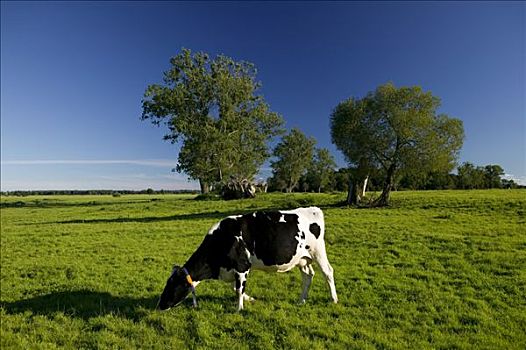 奶牛,草地,乌瑟多姆岛,德国