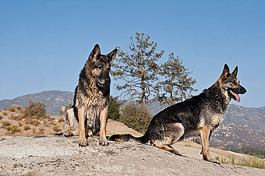 两个,德国牧羊犬,坐,石头,山,加利福尼亚