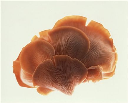 蚝蘑