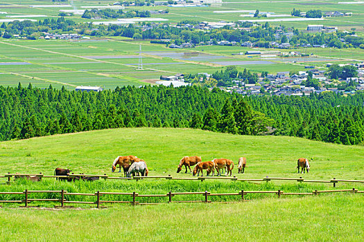 马,母牛,熊本,日本