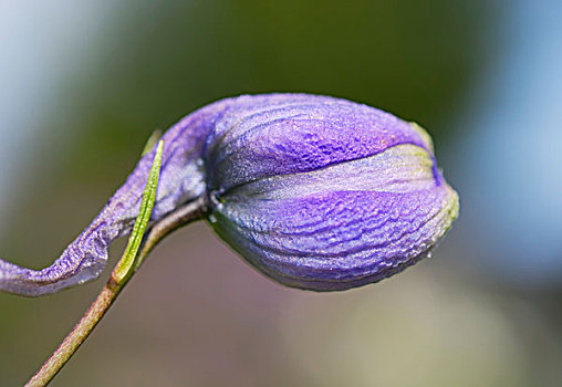 紫花,芽,燕草属植物,飞燕草