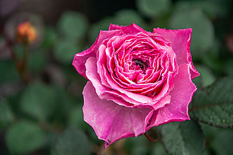 月季花圖片_月季花高清圖片_全景視覺