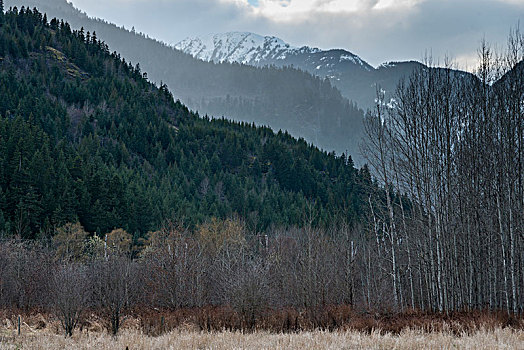 秃树,树林,山脉,背景,惠斯勒,不列颠哥伦比亚省,加拿大