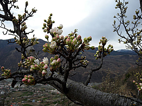 西藏,风光,建筑,花海,山沟,梨花,桃花,林芝,村庄