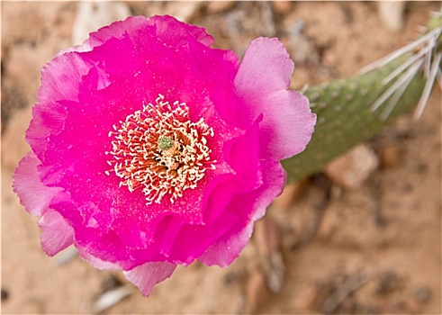 仙人掌,花