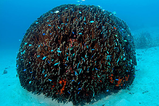 海洋生物