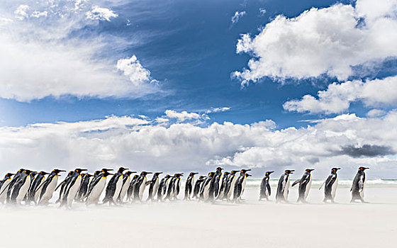 帝企鹅,福克兰群岛,南大西洋,群,企鹅,沙滩,风暴,雷暴,云,背景,大幅,尺寸