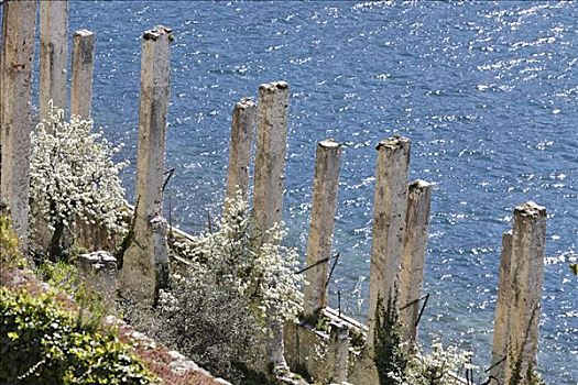 柱子,柠檬,温室,加尔达湖,意大利
