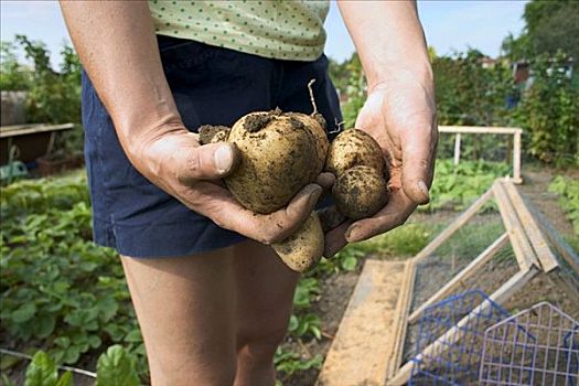 手,拿着,土豆,花园