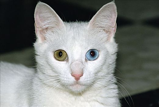 家猫,白色,成年,猫,一个,蓝眼睛,棕色眼睛,状况,视野