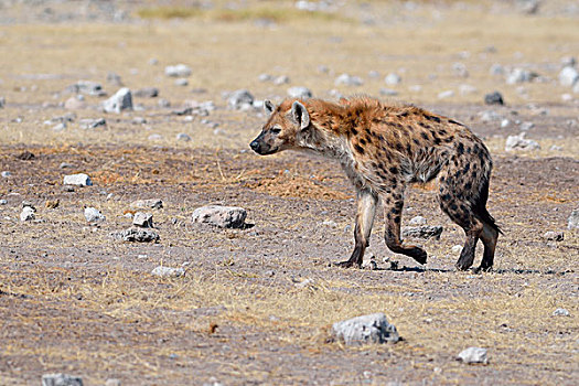 斑鬣狗,走,快,干燥,地面,埃托沙国家公园,纳米比亚,非洲