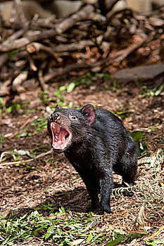 袋獾,防护,濒危,澳大利亚,塔斯马尼亚