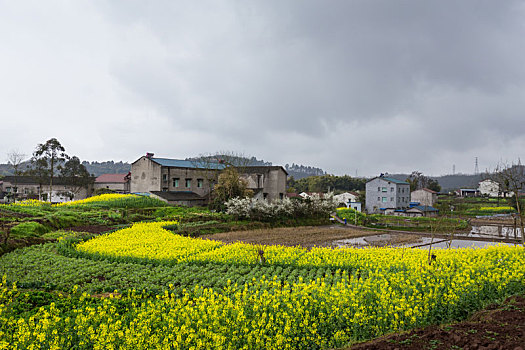 油菜花