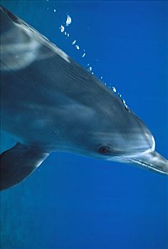 大西洋点斑原海豚,花斑原海豚,泡泡,巴哈马,加勒比海