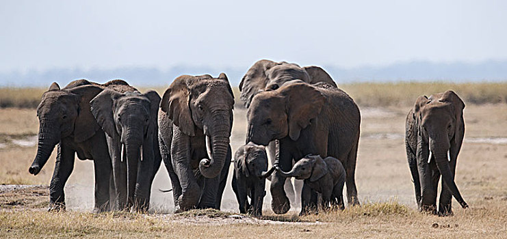 非洲大象025