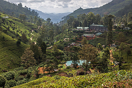 茶,植物,山茶,高地,培育,中心,奴娃拉伊利雅,中央省,斯里兰卡,亚洲