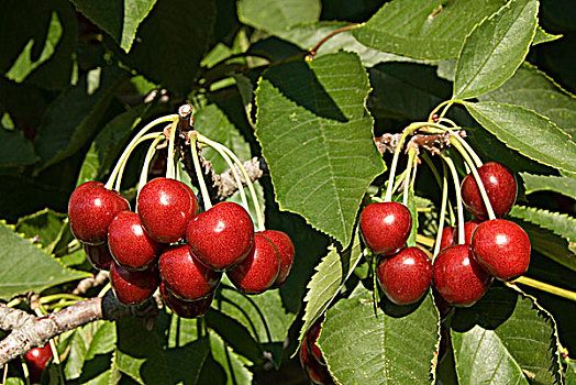 成熟,樱桃,初夏,不列颠哥伦比亚省,加拿大