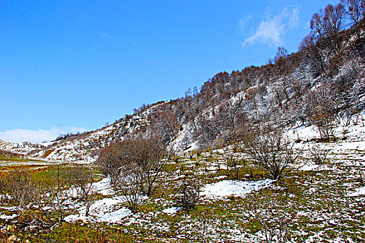 草原雪景