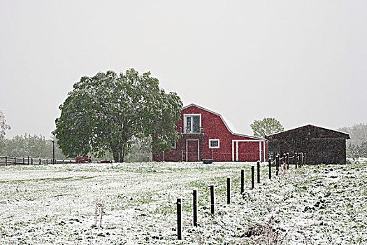 晚春,下雪,农场,红色,谷仓,魁北克,加拿大