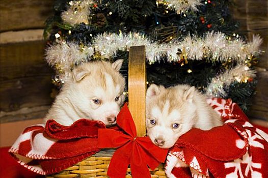 一对,哈士奇犬,小狗,篮子,圣诞树,室内,科罗拉多