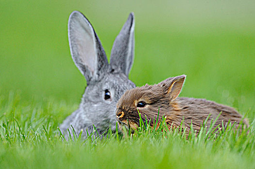兔子,草丛