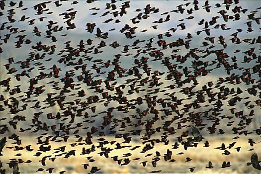 红翅黑鹂,成群,飞,博斯克德尔阿帕奇,新墨西哥