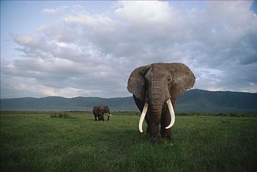 非洲象,一对,大草原,塞伦盖蒂国家公园,坦桑尼亚