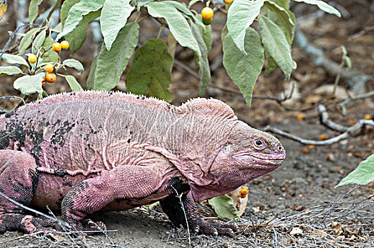 加拉帕戈斯,粉色,陆地,鬣蜥蜴,2009年,火山,伊莎贝拉岛,加拉帕戈斯群岛,厄瓜多尔