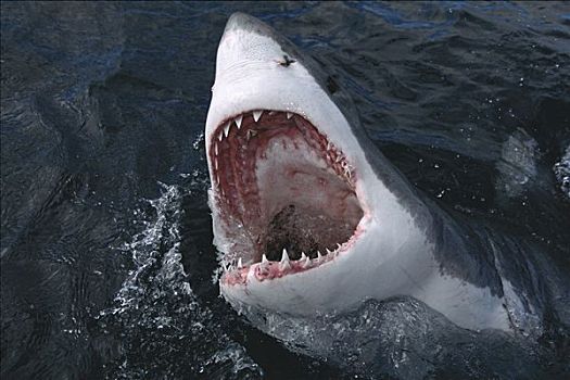 大白鲨,沙鲨属,兴奋,气味,食物,水,岛屿,开普省,南非