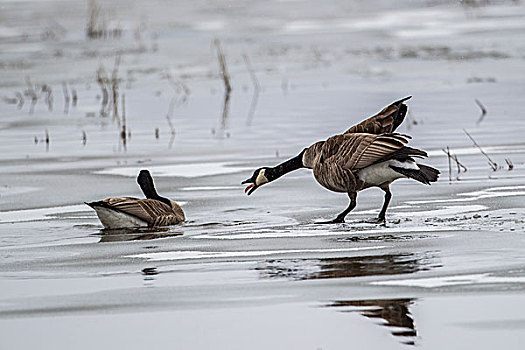 鹅,姿态,一个,冰冻,水塘,靠近,湖,爱达荷