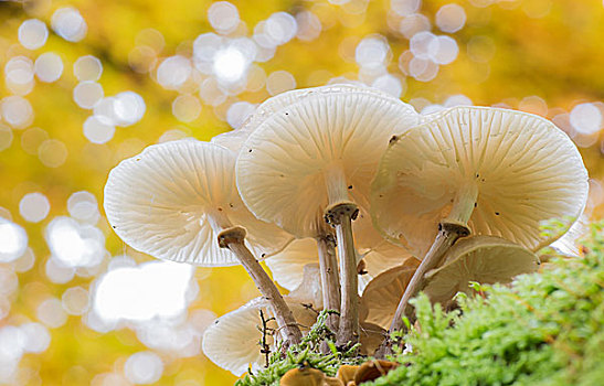 瓷器,菌类,苔藓,黑森州,德国,欧洲