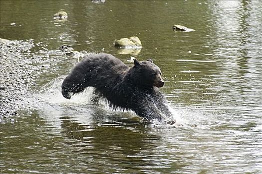 黑熊,美洲黑熊,抓住,三文鱼,阿拉斯加,美国