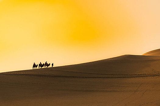 敦煌鸣沙山骆驼