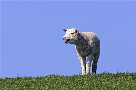 家羊,羊羔,绵羊
