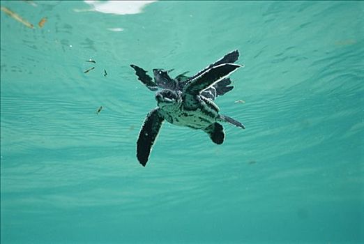 棱皮海龟,棱皮龟,水下视角,游泳,孵化动物,海湾,巴布亚新几内亚