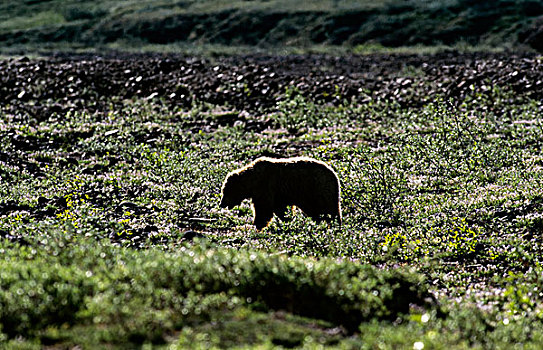 美国,阿拉斯加,德纳里峰国家公园,大灰熊