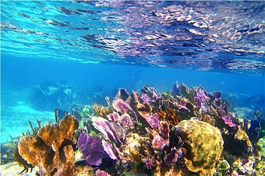 珊瑚礁,马雅里维拉,彩色
