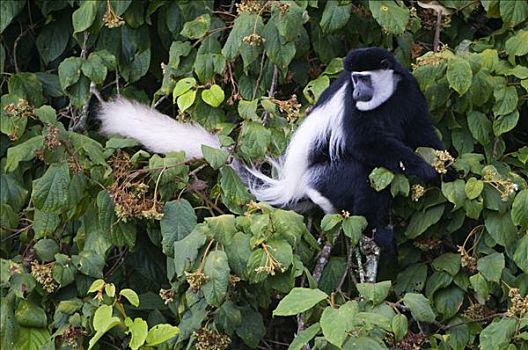 疣猴,东黑白疣猴,觅食,肯尼亚山,国家公园,肯尼亚,东非
