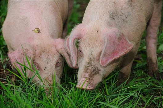 两个,年轻,猪,吃草