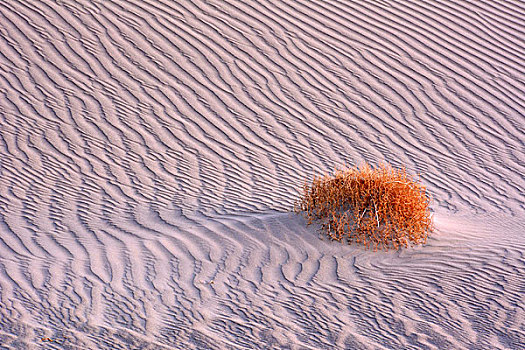 沙子,波纹,灌木,沙丘,死亡谷国家公园,加利福尼亚,美国
