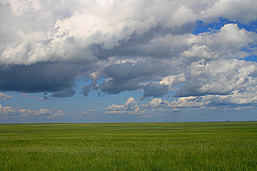 草原,牧场,天空,云彩