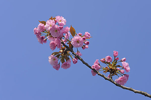 樱花,布尔根兰,奥地利